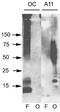 Amyloid Beta Precursor Protein antibody, OASE00468, Aviva Systems Biology, Western Blot image 