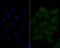 Heat Shock Transcription Factor 2 antibody, NBP2-80457, Novus Biologicals, Immunofluorescence image 