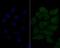 Heat Shock Transcription Factor 2 antibody, NBP2-80457, Novus Biologicals, Immunofluorescence image 