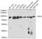 Dipeptidyl Peptidase 3 antibody, GTX33164, GeneTex, Western Blot image 