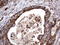 Angiotensin I Converting Enzyme 2 antibody, LS-C790039, Lifespan Biosciences, Immunohistochemistry frozen image 