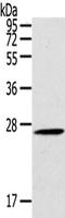 C-Type Lectin Domain Family 4 Member A antibody, orb518817, Biorbyt, Western Blot image 