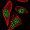 Regulator Of Telomere Elongation Helicase 1 antibody, NBP2-68595, Novus Biologicals, Immunofluorescence image 