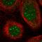 TRNA Methyltransferase 1 Like antibody, HPA026728, Atlas Antibodies, Immunofluorescence image 