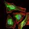 BPI Fold Containing Family B Member 1 antibody, GTX60595, GeneTex, Immunofluorescence image 