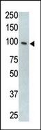 Toll Like Receptor 5 antibody, PA5-11599, Invitrogen Antibodies, Western Blot image 