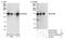 Scaffold Attachment Factor B2 antibody, NB100-58791, Novus Biologicals, Western Blot image 