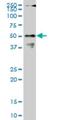 Cleavage And Polyadenylation Specific Factor 6 antibody, H00011052-M07, Novus Biologicals, Western Blot image 