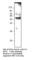 E2F Transcription Factor 4 antibody, E2F4-401AP, FabGennix, Western Blot image 