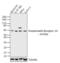 Somatostatin Receptor 2 antibody, PA3-109, Invitrogen Antibodies, Western Blot image 