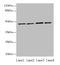 Eva-1 Homolog C antibody, A58982-100, Epigentek, Western Blot image 