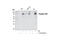 Protein Kinase C Gamma antibody, 2060L, Cell Signaling Technology, Western Blot image 