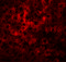 Hepatoma-derived growth factor-related protein 2 antibody, 6411, ProSci Inc, Immunofluorescence image 