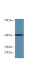 Hydroxyacid Oxidase 1 antibody, LS-C294546, Lifespan Biosciences, Western Blot image 