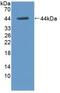 Hexokinase 1 antibody, MBS2027794, MyBioSource, Western Blot image 