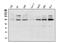 Cadherin 4 antibody, A07632-2, Boster Biological Technology, Western Blot image 