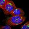 Solute Carrier Family 35 Member E1 antibody, NBP1-94009, Novus Biologicals, Immunofluorescence image 