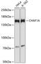 Chromatin Assembly Factor 1 Subunit A antibody, GTX66415, GeneTex, Western Blot image 
