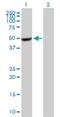 Basic Leucine Zipper And W2 Domains 2 antibody, H00028969-B01P, Novus Biologicals, Western Blot image 