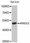 Arrestin Domain Containing 3 antibody, LS-C747323, Lifespan Biosciences, Western Blot image 
