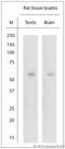 Serum Response Factor antibody, LS-C829317, Lifespan Biosciences, Western Blot image 