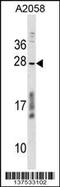 Coiled-Coil Domain Containing 144 Family, N-Terminal Like antibody, 59-457, ProSci, Western Blot image 