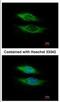 Nicastrin antibody, NBP2-19538, Novus Biologicals, Immunofluorescence image 