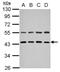 Zinc Finger FYVE-Type Containing 27 antibody, NBP2-20953, Novus Biologicals, Western Blot image 