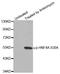 Hepatocyte Nuclear Factor 4 Alpha antibody, MBS128465, MyBioSource, Western Blot image 