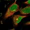 PPIase antibody, HPA036717, Atlas Antibodies, Immunofluorescence image 