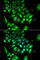 Basic Helix-Loop-Helix Family Member E40 antibody, A6534, ABclonal Technology, Immunofluorescence image 