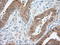 Tetratricopeptide Repeat Domain 32 antibody, LS-C115341, Lifespan Biosciences, Immunohistochemistry frozen image 