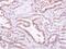 Calcium And Integrin Binding 1 antibody, NBP1-31298, Novus Biologicals, Immunohistochemistry frozen image 