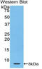 Thymosin Beta 4 X-Linked antibody, MBS2002702, MyBioSource, Western Blot image 