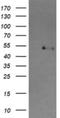 Cbl Proto-Oncogene C antibody, NBP2-46072, Novus Biologicals, Western Blot image 