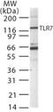 Toll Like Receptor 7 antibody, ab45371, Abcam, Western Blot image 