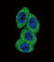 Cytochrome P450 Family 4 Subfamily B Member 1 antibody, 63-569, ProSci, Immunofluorescence image 
