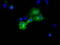 Dynein Cytoplasmic 1 Light Intermediate Chain 1 antibody, LS-C115469, Lifespan Biosciences, Immunofluorescence image 