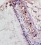Platelet Activating Factor Receptor antibody, orb11225, Biorbyt, Immunohistochemistry paraffin image 