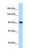 Rho Guanine Nucleotide Exchange Factor 26 antibody, orb325975, Biorbyt, Western Blot image 