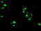 General Transcription Factor IIF Subunit 1 antibody, LS-C337458, Lifespan Biosciences, Immunofluorescence image 