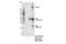ATP Binding Cassette Subfamily A Member 7 antibody, 31954S, Cell Signaling Technology, Immunoprecipitation image 