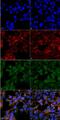 Malondialdehyde antibody, NBP2-59366, Novus Biologicals, Immunocytochemistry image 