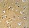 Tubulin Beta 4B Class IVb antibody, LS-C160332, Lifespan Biosciences, Immunohistochemistry frozen image 