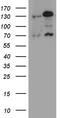 Double-strand-break repair protein rad21 homolog antibody, LS-C795840, Lifespan Biosciences, Western Blot image 