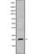 Mitochondrial Ribosomal Protein S28 antibody, abx216949, Abbexa, Western Blot image 