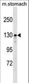 SLIT-ROBO Rho GTPase Activating Protein 1 antibody, LS-C157091, Lifespan Biosciences, Western Blot image 