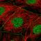 Tight Junction Protein 3 antibody, HPA053337, Atlas Antibodies, Immunofluorescence image 