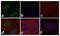 SMAD2 antibody, 710612, Invitrogen Antibodies, Immunofluorescence image 