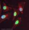 Tripartite Motif Containing 28 antibody, ab10484, Abcam, Immunofluorescence image 